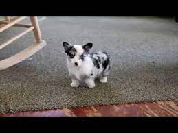 He is a super social cavapoo puppies ready to meet his new best friend. Blue Merle Corgi For Sale 07 2021