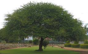 Image result for Acacia kirkii