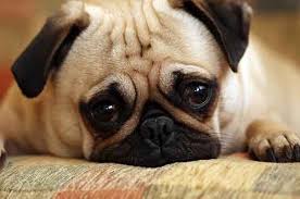 pin on pugs