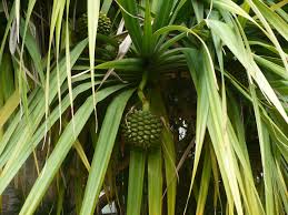 Image result for Pandanus utilis