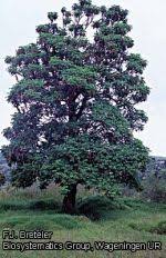 Image result for Hagenia abyssinica