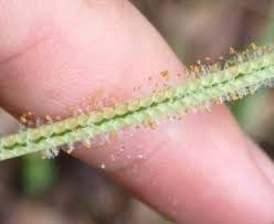 Image result for Paspalum conjugatum