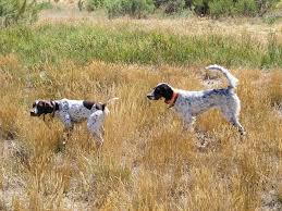 Short Hair And Setter Upland Bird Hunting Hunting Dogs Bird Hunting