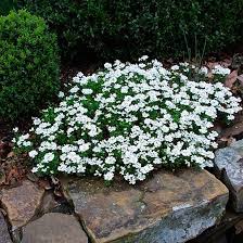 Think I Will Try This Candytuft Is A Low Growing Border Plant That Spreads Nicely It Is An Ever Green All Winter L Plants Border Plants Garden Shrubs