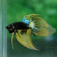 Fancy Veiltail Betta Fish Betta Betta Aquarium