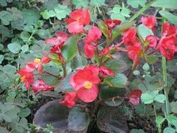 Growing Annual Begonia Plants Information On How To Grow Begonias Annual Plants Begonia Shade Garden Plants