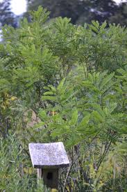 Image result for Indigofera filipes