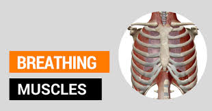 The back muscles can be three types. Anatomy Of Breathing For Singers Made Easy How 2 Improve Singing