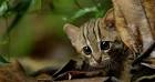 Small Wild Cat Conservation Foundation–Learn More