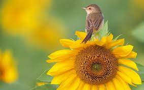 Dr Altaf Ul Hassan On Twitter Sunflower Images Sunflower Wallpaper Bird