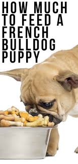 But because he sheds you may find yourself brushing him once or twice a week. How Much To Feed A French Bulldog Puppy