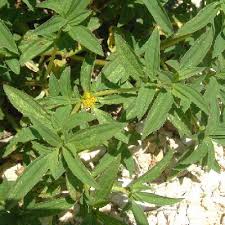 Image result for Flaveria trinervia