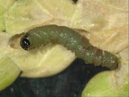 Image result for argyresthia thuiella thuja symptoms