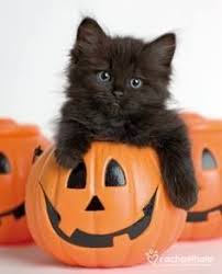 Teneke Ambalaj Geri Donusum Cute Kittens Cok Sirin Hayvanlar Kedileri Seviyorum
