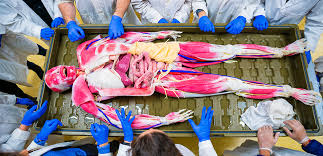 A cadaver is a dead body. Two Synthetic Cadavers Join Kinesiology And Physiology Labs Wilfrid Laurier University