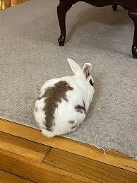 Rabbit Poop