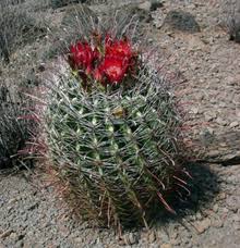 Tiny pineapples in the desert???no, it's the fish hook barrel cactus!!! Cactus Garden