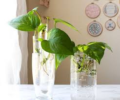 Tan solo hay que cortar un trozo de unos. Plantas De Agua Para Tener En Casa Infojardineria Es