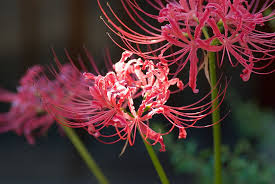 Lycoris Plant Red Spider Lily Plants Flowers
