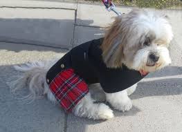 Red Stewart Tartan Dog Kilt Tartan Dog Dog Photography Dogs