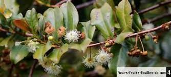 Image result for Aphloia theiformis