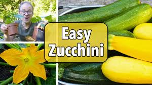 The skin should be soft and tender, otherwise the. Growing Zucchini How To Plant Grow And Harvest Zucchini Summer Squash The Old Farmer S Almanac