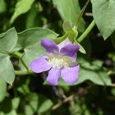 Here is a selection of good options to consider for your garden. Maurandella Antirrhiniflora Roving Sailor Violet Twining Snapdragon Climbing Snapdragon Snapdragon Vine Southeastern Arizona Wildflowers And Plants