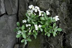 Image result for Arabis alpina