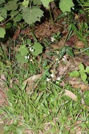 Image result for Desmodium uncinatum