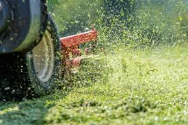 How often to cut your lawn? Why Does Freshly Cut Grass Smell So Nice Live Science