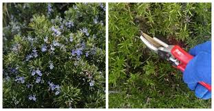 Image result for rosemary pruning
