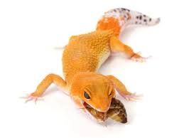 Buying A Leopard Gecko Leopard Geckos For Sale Gecko Daddy