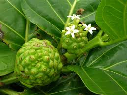 Image result for Morinda