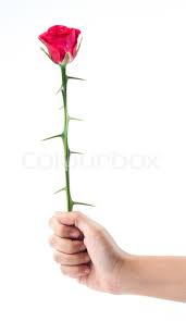 ;) if you want more content check out the link! Thorns Rose Thorns In Hand Isolated On Stock Image Colourbox