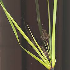 Image result for Cyperus rigidifolius