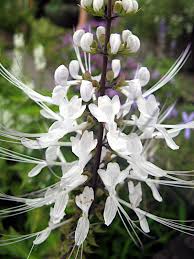 Image result for Orthosiphon