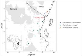 Image result for Polyceratocarpus gossweileri