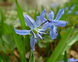 Image result for Tricalysia schliebenii