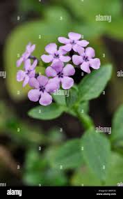 Image result for Teedia lucida