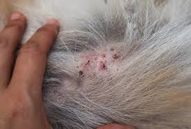 Nothing has changed in her diet and have not seen fleas. Dermatitis Red Inflamed Sore Skin Or A Rash In Cats Pdsa