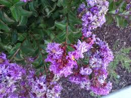 It can be used as an ornamental. Lagerstroemia Indica Purple Cultivar With Purple Flowers Small Stock Photo Picture And Royalty Free Image Image 32489712