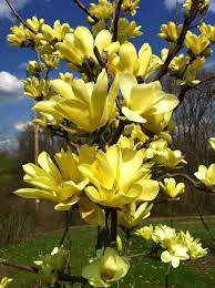 Yellow Magnolia Yellow Magnolia Flowering Trees Magnolia Trees