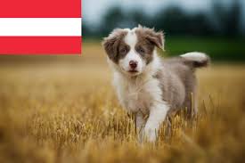 The goals and purposes of this breed standard include: Border Collie Zuchter In Osterreich Mybordercollie De