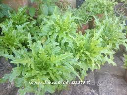 Maybe you would like to learn more about one of these? Coltivare La Lattuga Barba Dei Frati In Orto E Vaso Donnaorganizzata