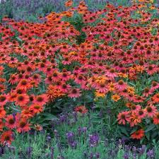 Image result for Centema subfusca