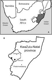 Image result for Carex bequaertii