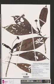 Image result for Psychotria hypsophila