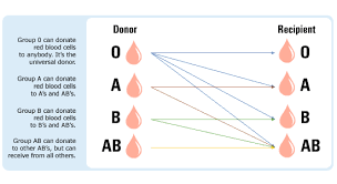 Why Do We Have Blood Types Student Nursing Education