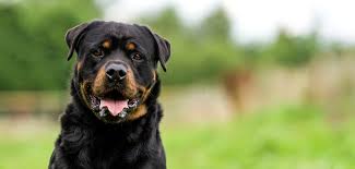 In 12 wochen werden also 8 rüden und 3 hündin ein neues, liebevolles und hunde erfahrenes zuhause suchen. Rottweiler Steckbrief Charakter Wesen Haltung