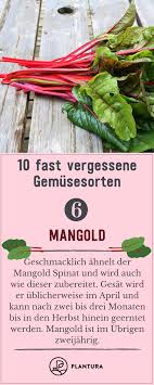 10 Fast Vergessene Gemusesorten Plantura Mangold Gemuse Anbauen Gemusebeet